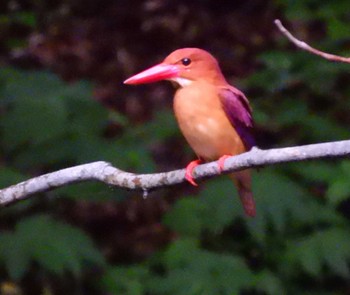 Ruddy Kingfisher 十二湖(青森県深浦町) Fri, 6/23/2023