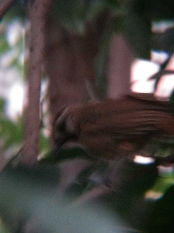 2018年8月1日(水) 中国 武漢の野鳥観察記録