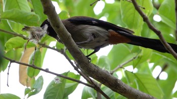 Grey Treepie 大安森林公園 Sun, 5/14/2023