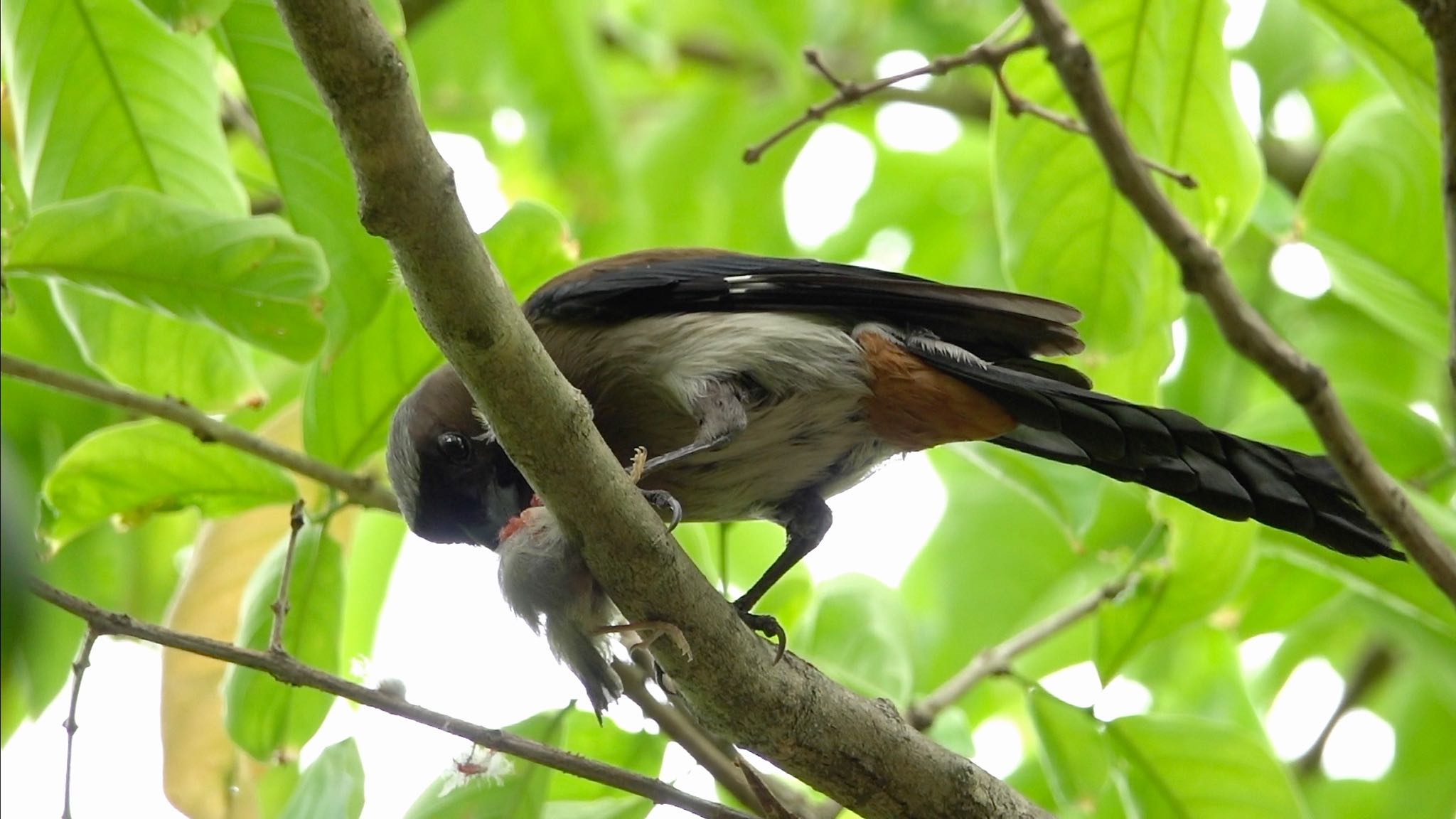 Grey Treepie