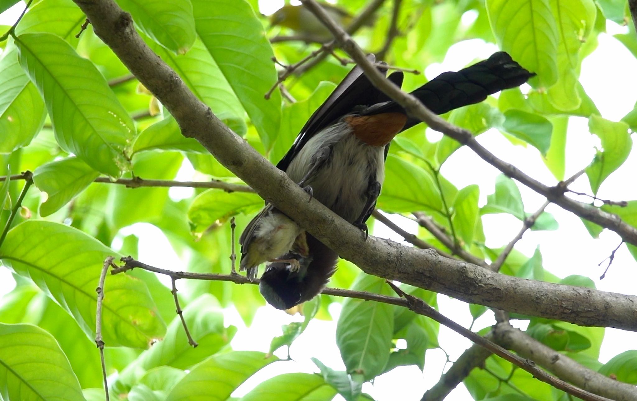 Photo of Grey Treepie at 大安森林公園 by のどか