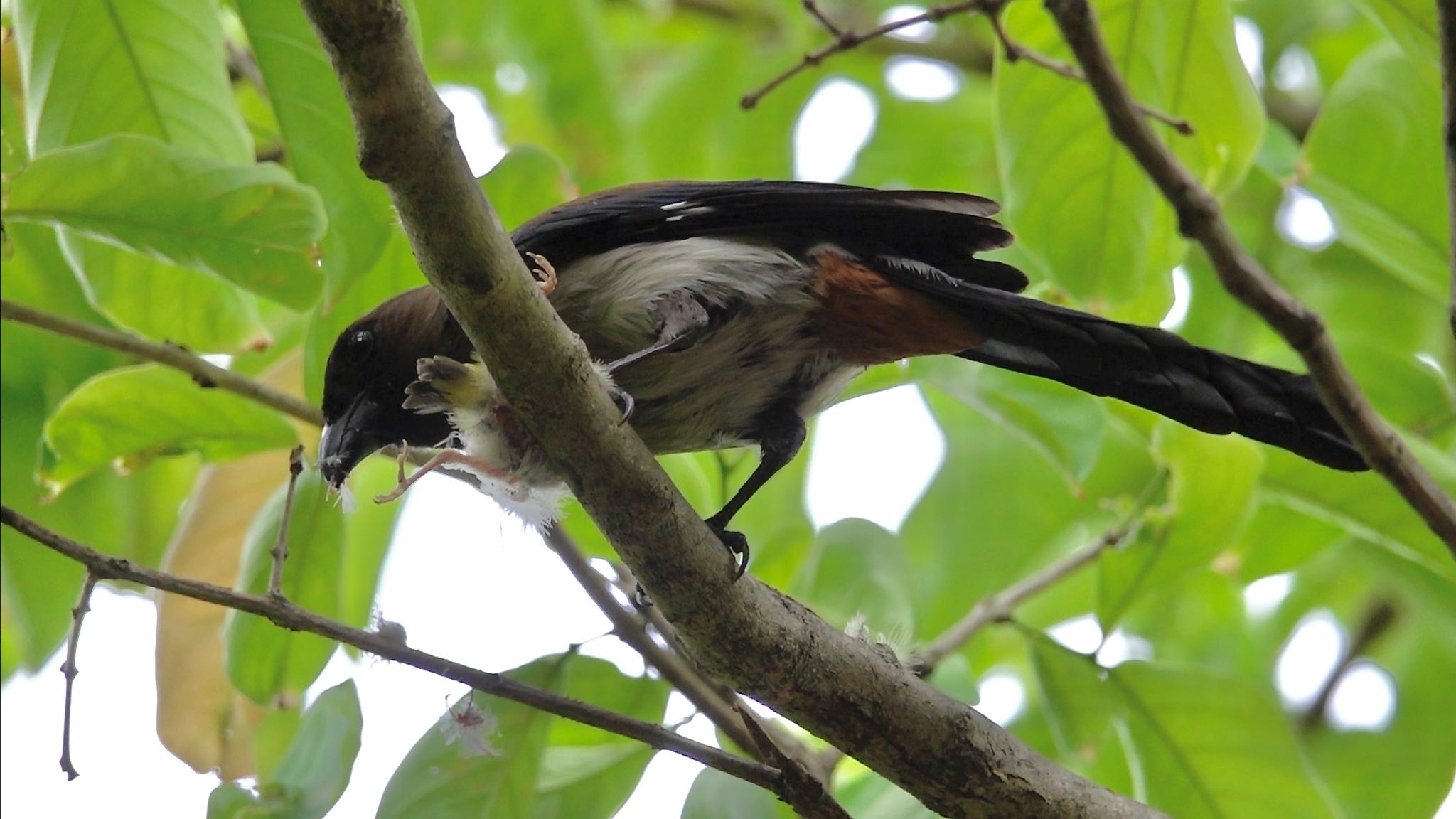 Photo of Grey Treepie at 大安森林公園 by のどか