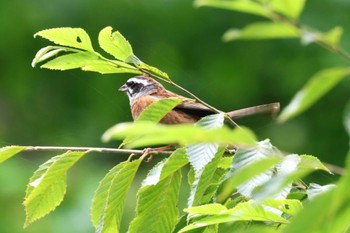 2023年6月24日(土) 早戸川林道の野鳥観察記録
