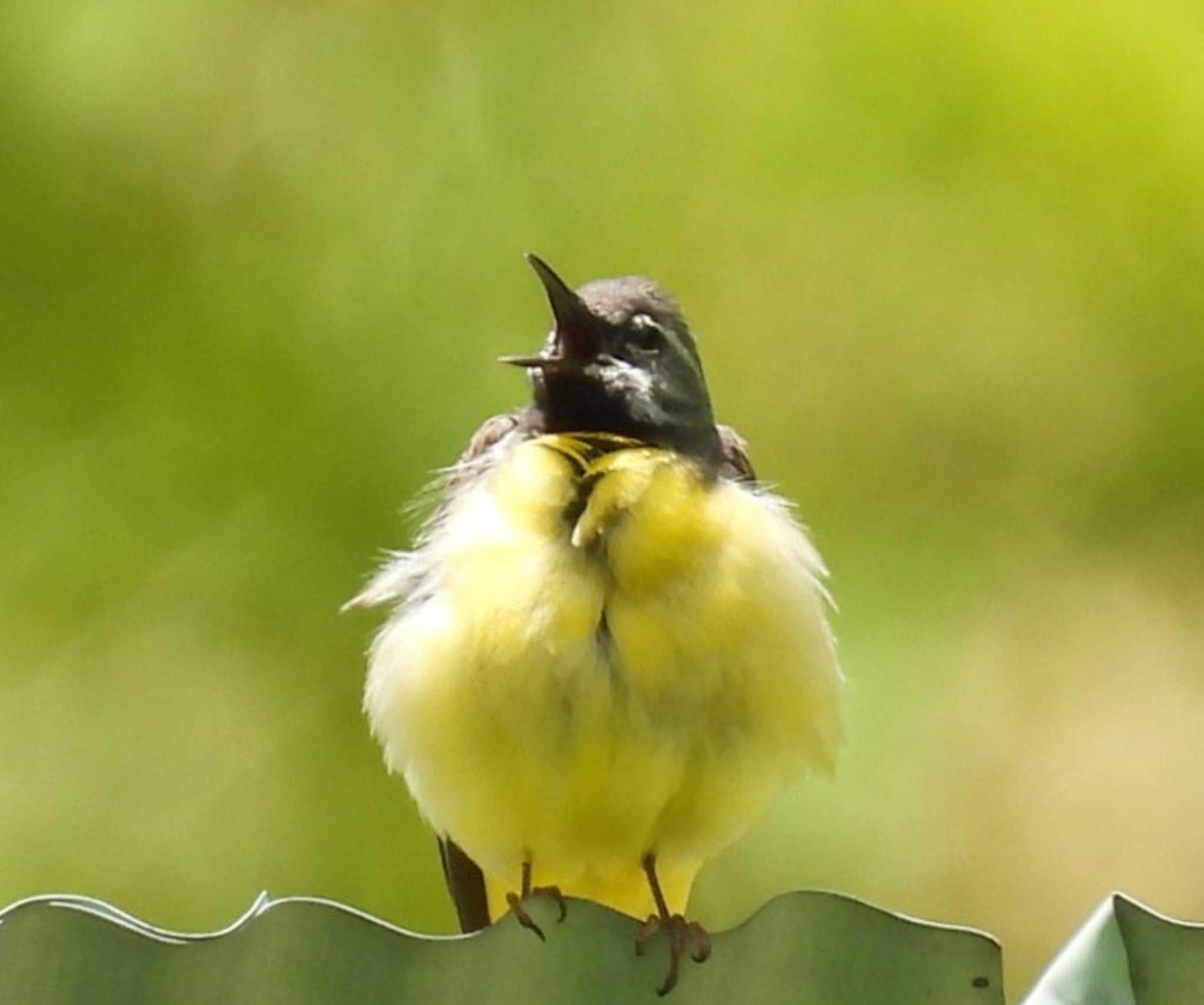 Grey Wagtail