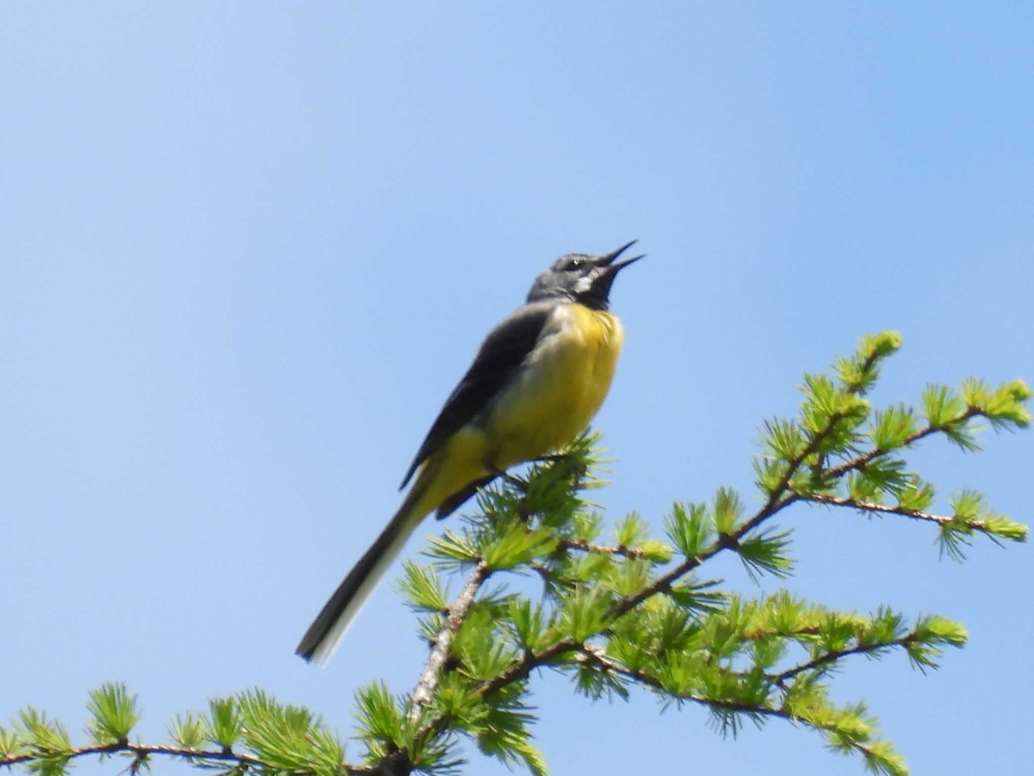 Photo of Grey Wagtail at 入笠山 by カズー