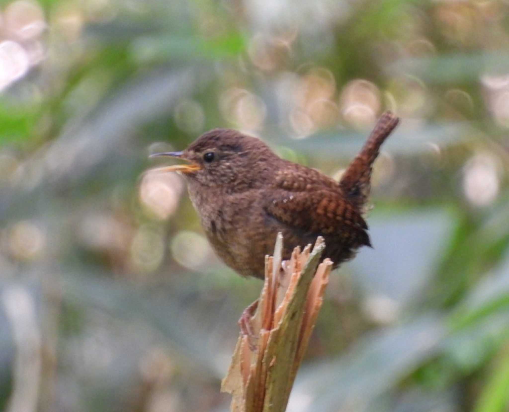 Photo of Eurasian Wren at 入笠山 by カズー