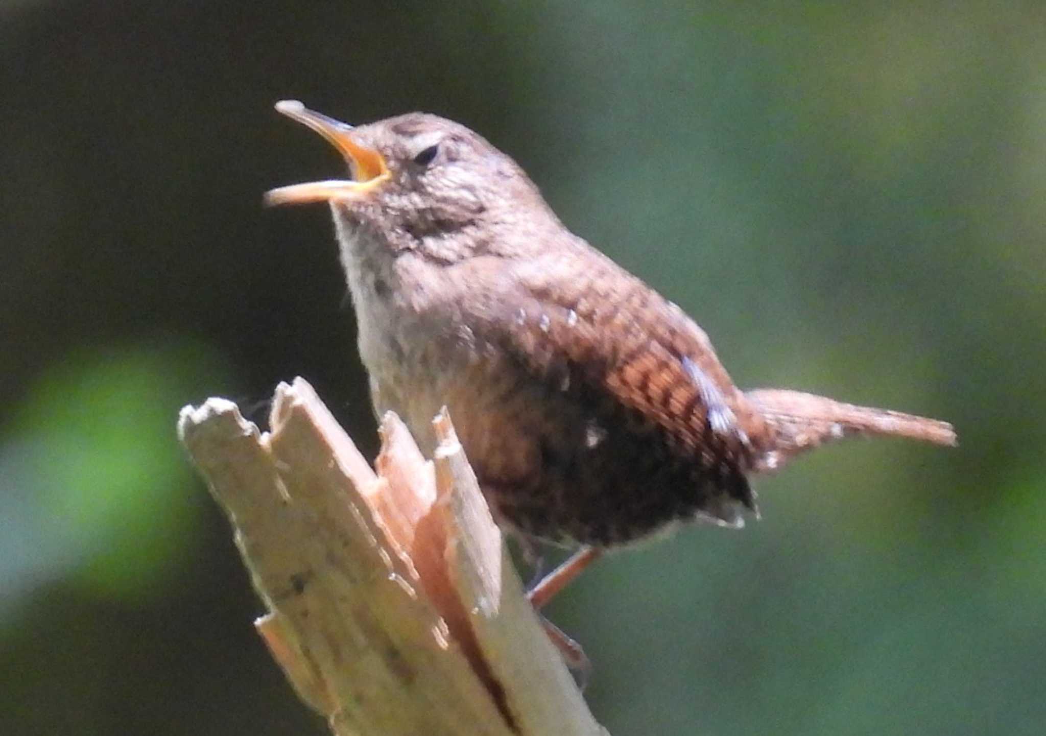 Photo of Eurasian Wren at 入笠山 by カズー