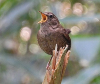 Eurasian Wren 入笠山 Sun, 6/25/2023