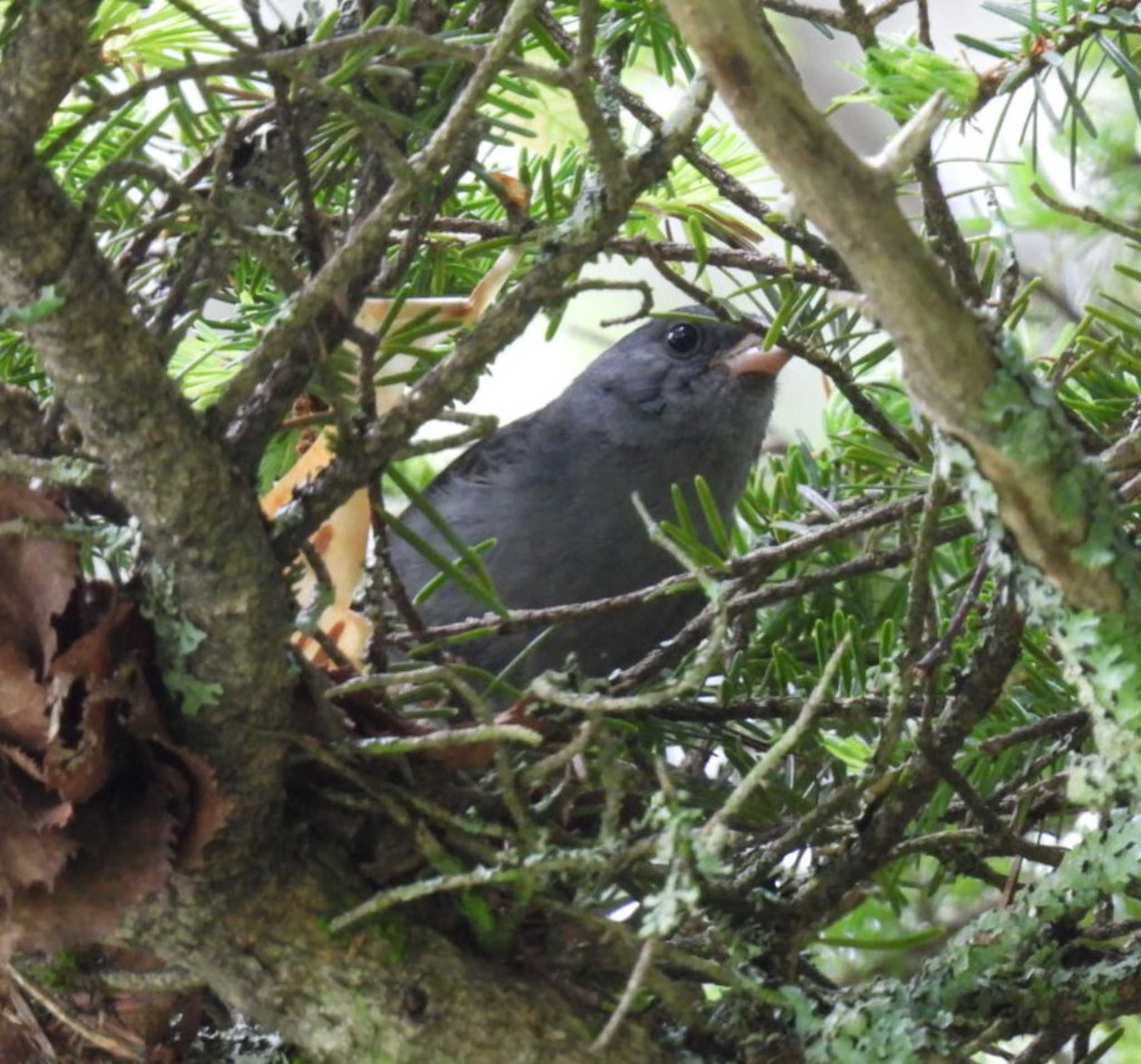 Grey Bunting