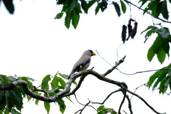 イカル 丸火自然公園 2023年6月25日(日)