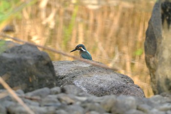 カワセミ 吉田公園 2023年6月25日(日)