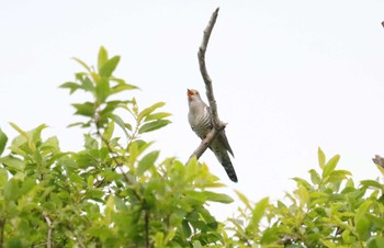 2023年6月25日(日) 伊吹山の野鳥観察記録