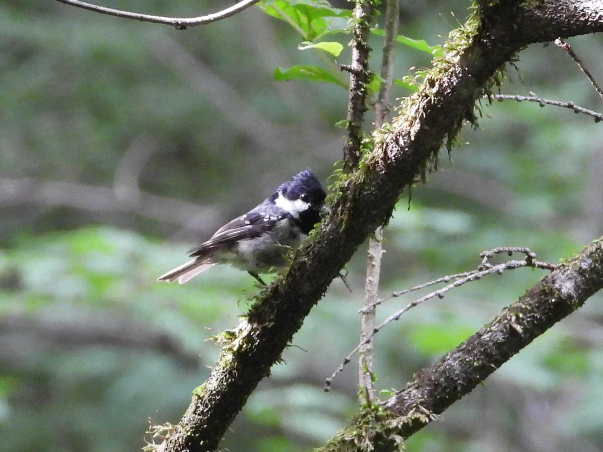 軽井沢野鳥の森 ヒガラの写真 by アカウント6488