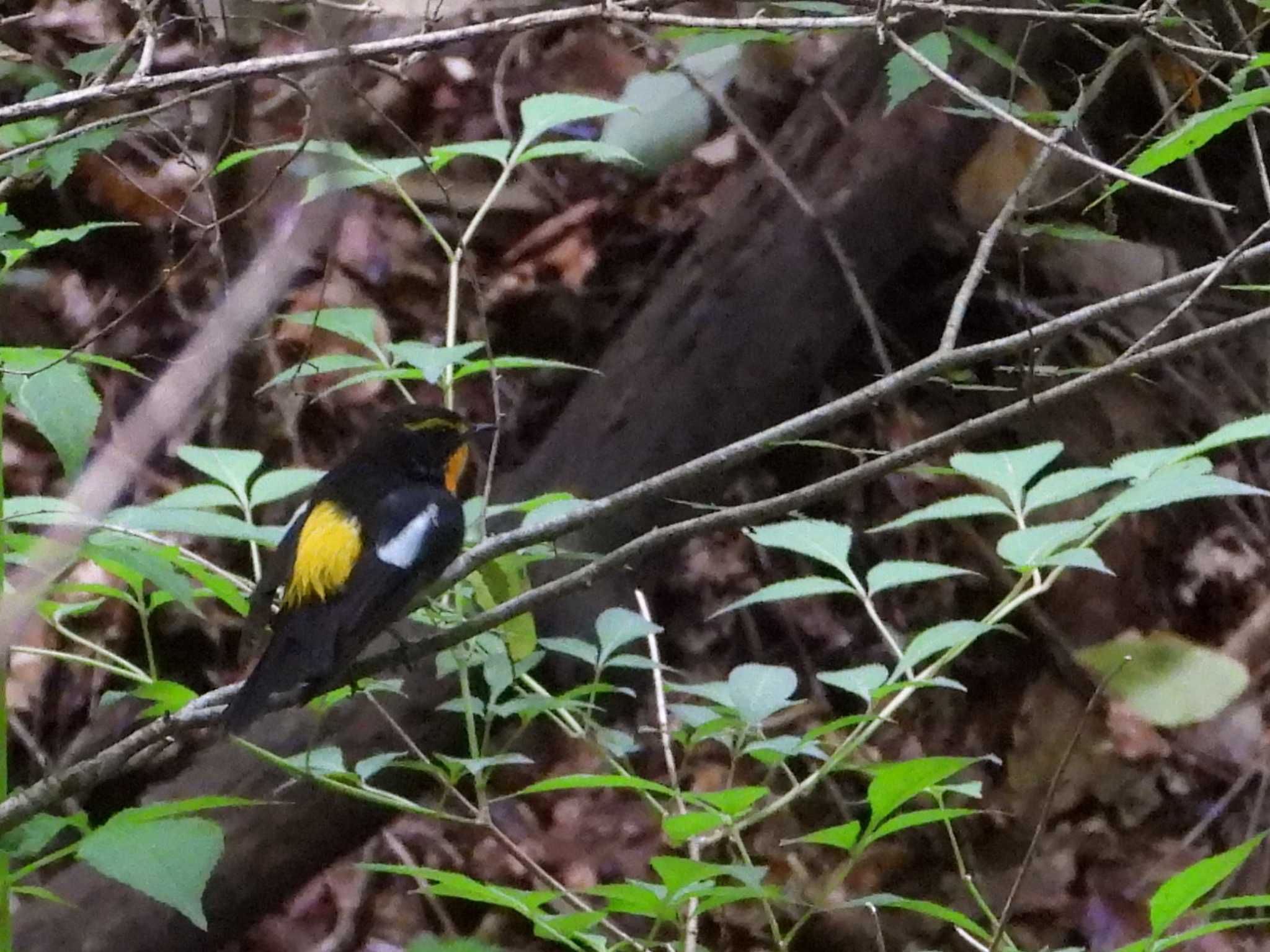 Photo of Narcissus Flycatcher at Karuizawa wild bird forest by アカウント6488