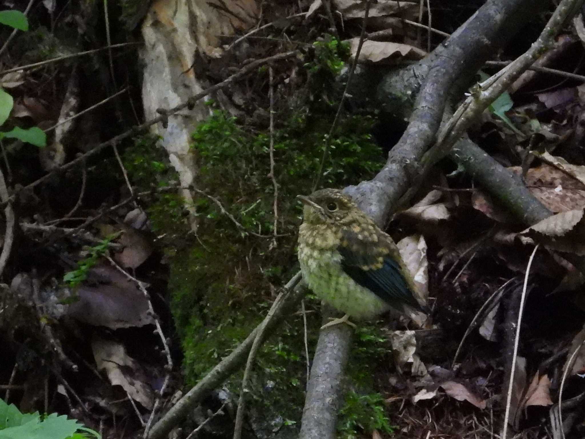 Blue-and-white Flycatcher