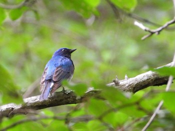 オオルリ 軽井沢野鳥の森 2023年6月24日(土)