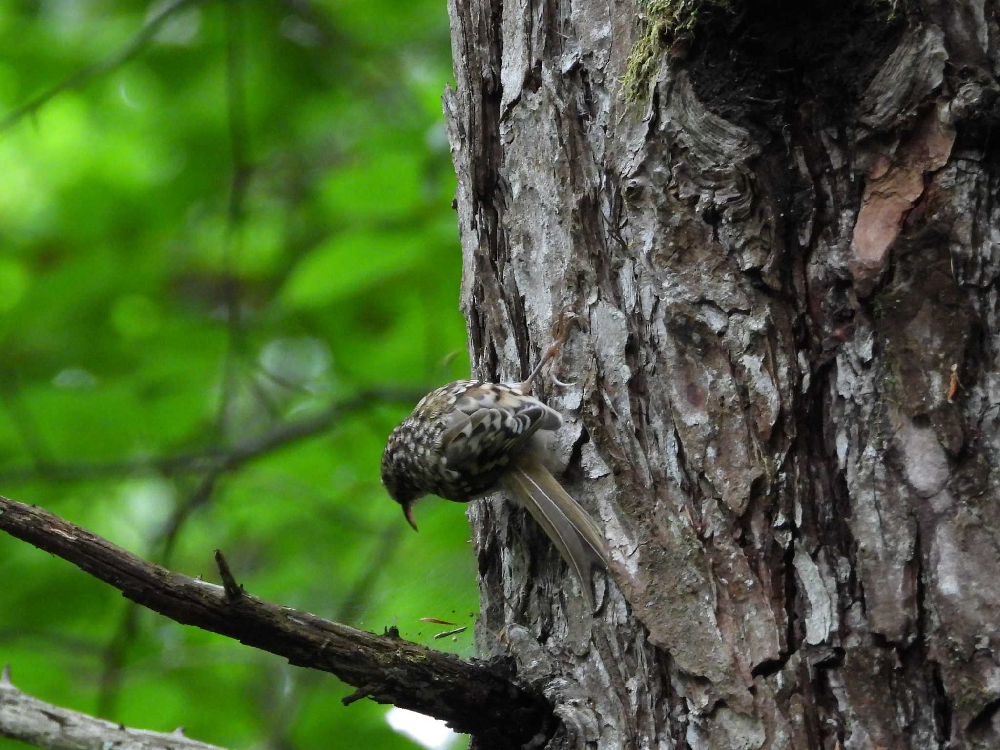 Photo of Eurasian Treecreeper at Karuizawa wild bird forest by アカウント6488