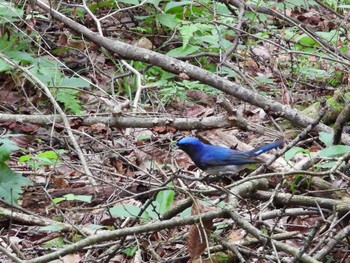 オオルリ 軽井沢野鳥の森 2023年6月24日(土)