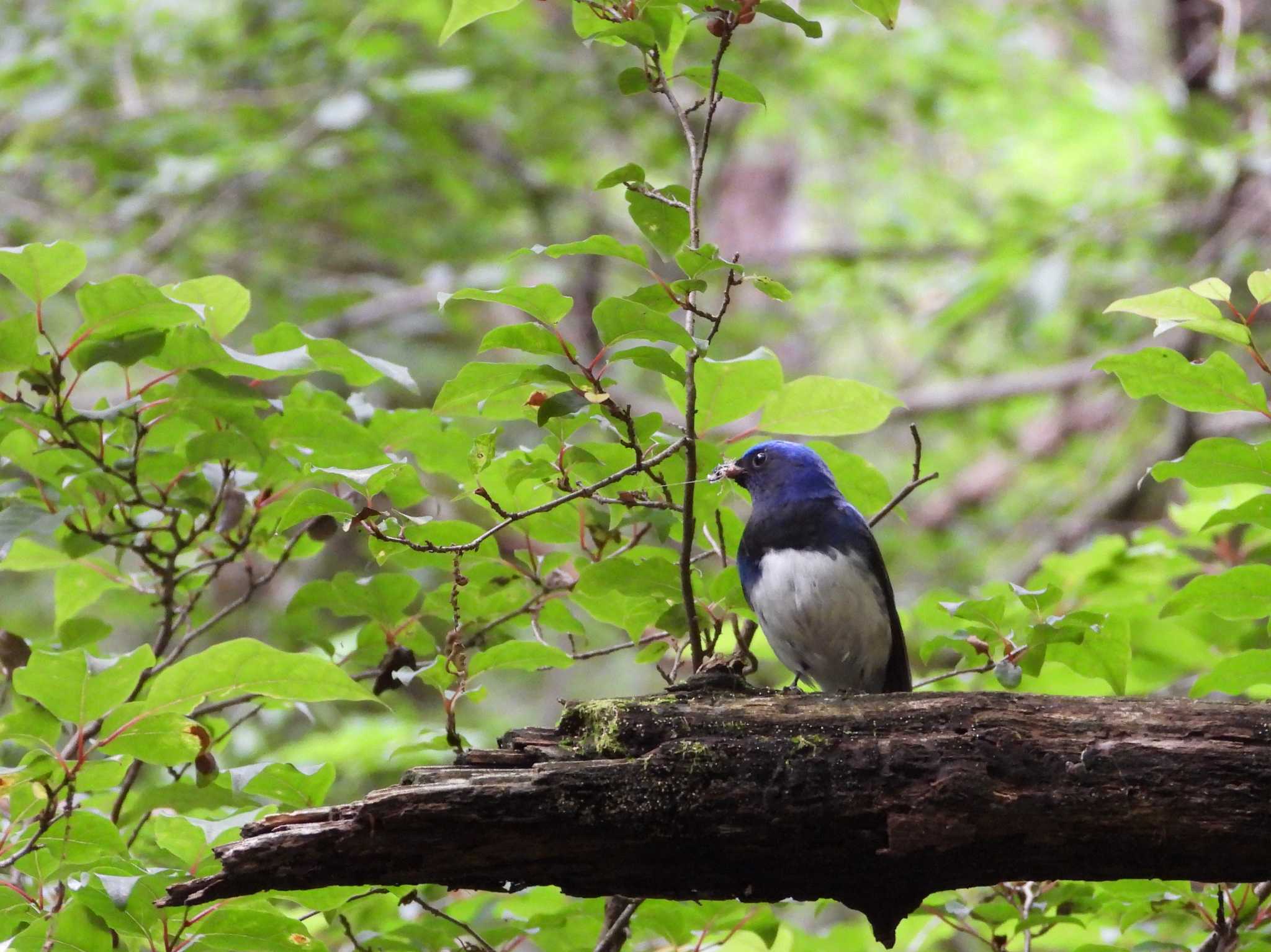 Photo of Blue-and-white Flycatcher at Karuizawa wild bird forest by アカウント6488