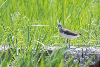 クサシギ 石川県 2018年7月29日(日)