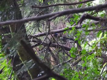 サンコウチョウ 鎌北湖 2023年6月23日(金)