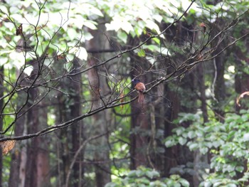 サンコウチョウ 鎌北湖 2023年6月23日(金)