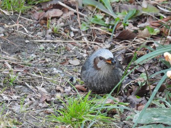 Brown-eared Bulbul 徳島中央公園 Sat, 2/4/2023