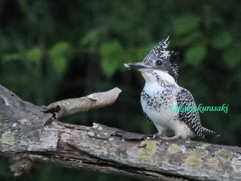 2018年6月24日(日) 東北の野鳥観察記録