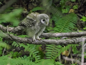 Ural Owl(japonica) 野幌森林公園 Sun, 6/25/2023