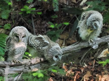 Ural Owl(japonica) 野幌森林公園 Sun, 6/25/2023