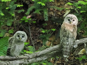 Ural Owl(japonica) 野幌森林公園 Sun, 6/25/2023