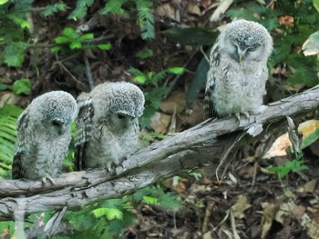 Ural Owl(japonica) 野幌森林公園 Sun, 6/25/2023