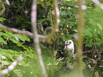 Ural Owl(japonica) 野幌森林公園 Sun, 6/25/2023