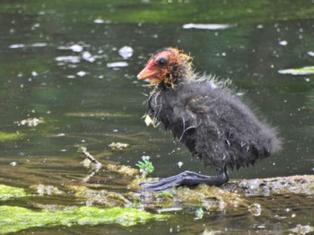 2023年6月25日(日) 東京都の野鳥観察記録