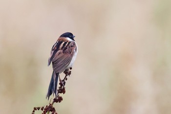 Ochre-rumped Bunting 茨城県 Fri, 6/23/2023