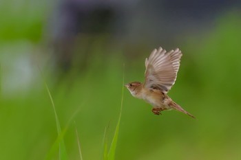 Marsh Grassbird 茨城県 Fri, 6/23/2023