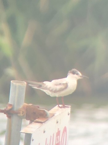 2023年6月24日(土) 伊佐沼の野鳥観察記録