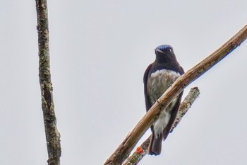 Blue-and-white Flycatcher 松之山 Sat, 6/24/2023