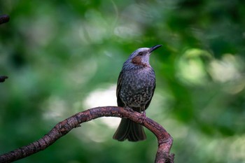 Brown-eared Bulbul 権現山(弘法山公園) Wed, 6/21/2023