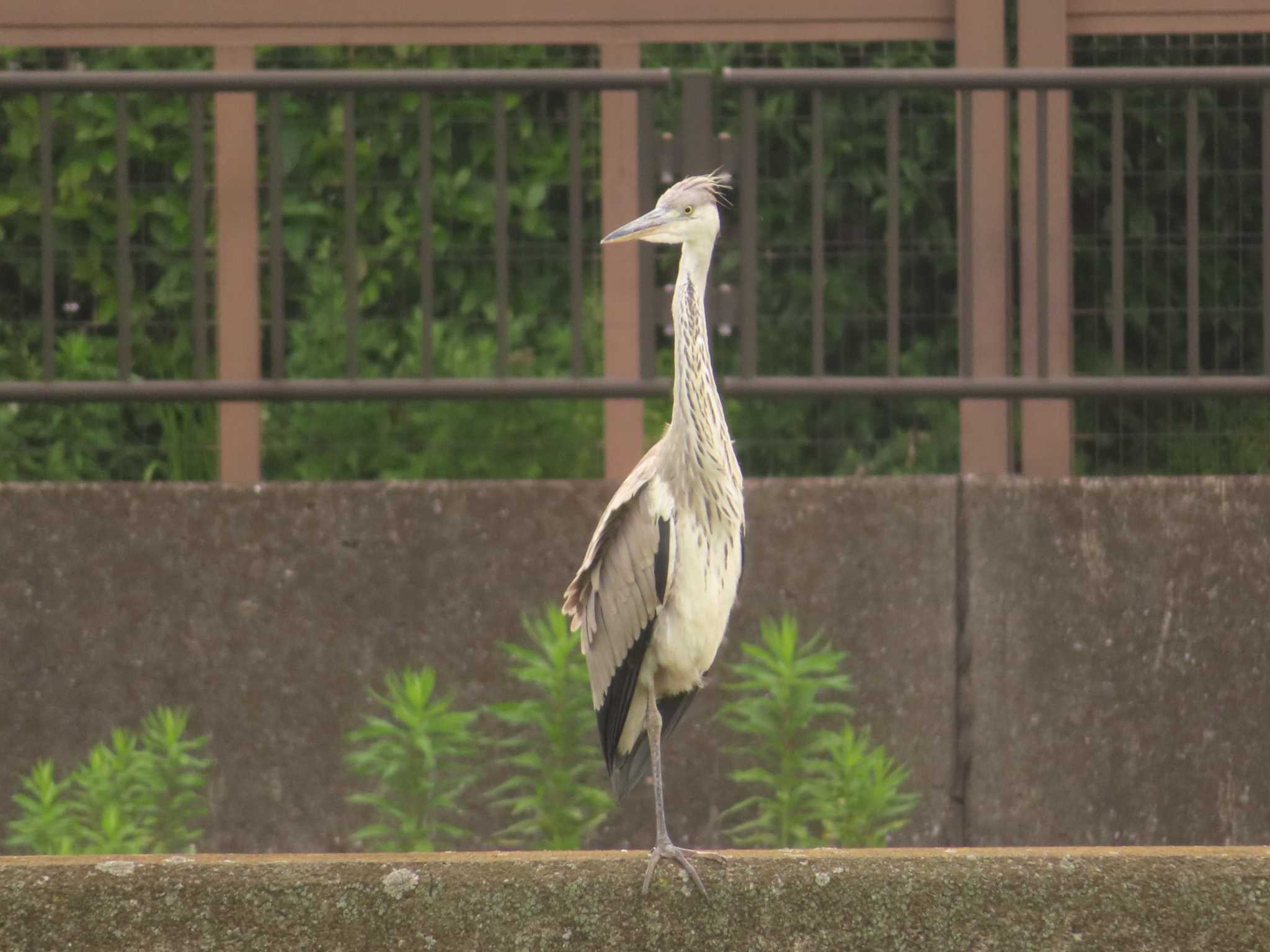 Grey Heron