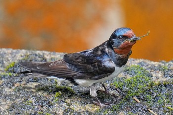 Barn Swallow 松之山 Sat, 6/24/2023