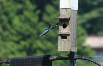 ブッポウソウ 岡山県吉備中央町 2018年7月14日(土)