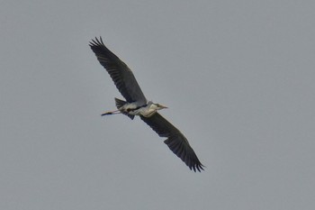 Grey Heron 松之山 Sat, 6/24/2023