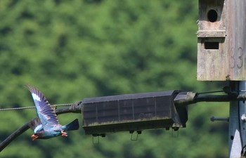 Oriental Dollarbird 岡山県吉備中央町 Sat, 7/14/2018