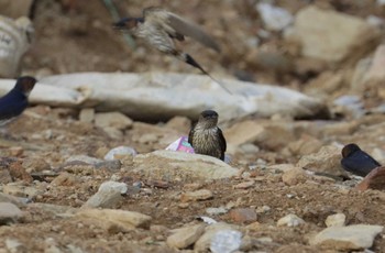 Red-rumped Swallow ベトナム Wed, 5/3/2023