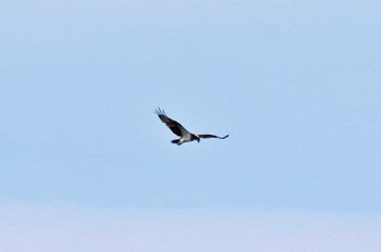 Osprey 多々良沼公園 Sat, 6/24/2023