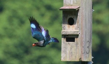 ブッポウソウ 岡山県吉備中央町 2018年7月14日(土)