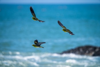 White-bellied Green Pigeon Terugasaki Beach Tue, 6/13/2023