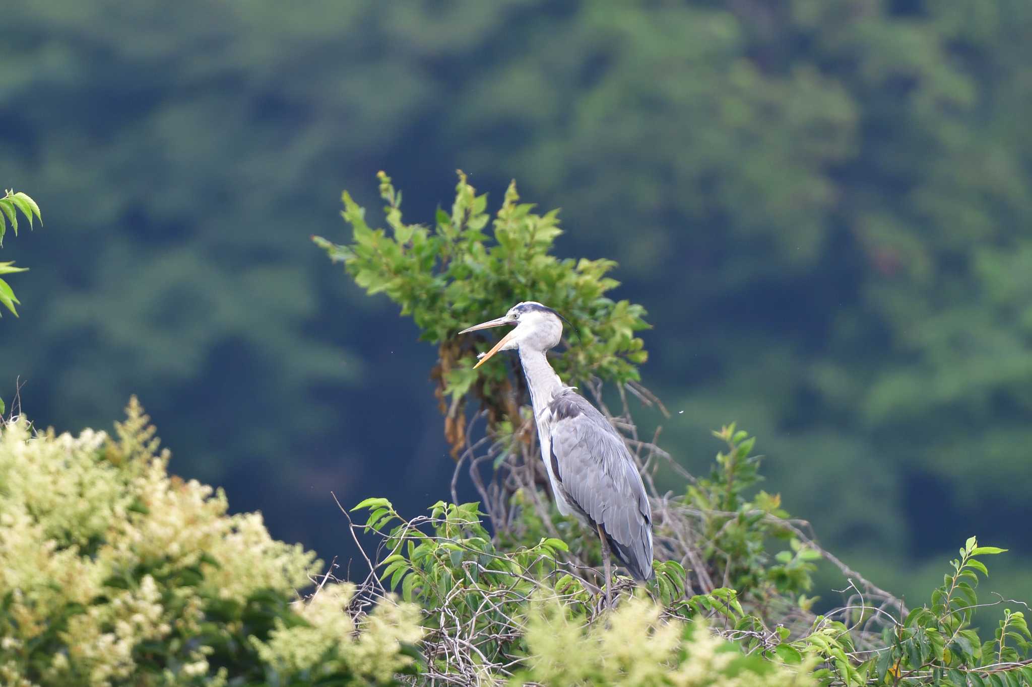 長浜公園 アオサギの写真 by やなさん