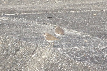 2018年7月30日(月) 千倉の野鳥観察記録